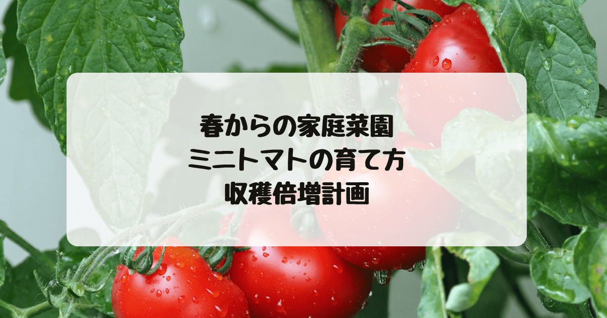 春からの家庭菜園 農学部出身が教えるミニトマトの育て方 収穫倍増計画 子連れ旅